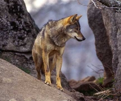 La patrulla del lobo se reforzará con cazadores voluntarios